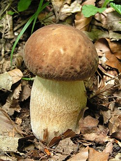 Vasarinis baravykas (Boletus reticulatus)