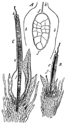 Lengtedoorsnede door Funaria hygrometrica A. Lengtedoorsnede door een zeer jong sporogoon (f, f′) omsloten door de archegoniale wand (b, h). B, C. Opeenvolgende ontwikkelingsstadia van het sporogoon (f) ingesloten in de calyptra, dat gevormd wordt door de archegoniale wand (c). Ook de nek zit er nog aan (h). De voet van het sporogoon is het onderliggende weefsel van de stengel van de mosplant binnengedrongen.