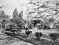 Rumah Belanda di perkebunan tembakau di Tanjung Morawa (1894-1894)