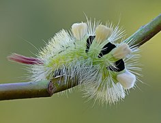 Calliteara pudibunda