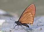Gambar mini seharga Gambar:Close wing position mud-puddling and peeing activity of Papilio slateri (Hewitson,1859) – Blue-striped Mime (Male).jpg