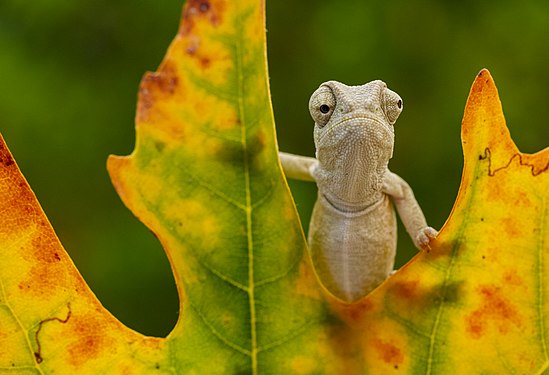 Common chameleon User:Mkrc85