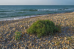 Thumbnail for File:Crithmum maritimum, Vic-la-Gardiole.jpg