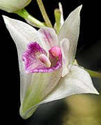 Dendrobium elliottianum