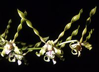 Dendrobium strebloceras