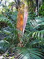 Dypsis crinita