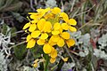 Erysimum capitatum