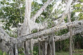 Ficus benghalensis 1zz.jpg