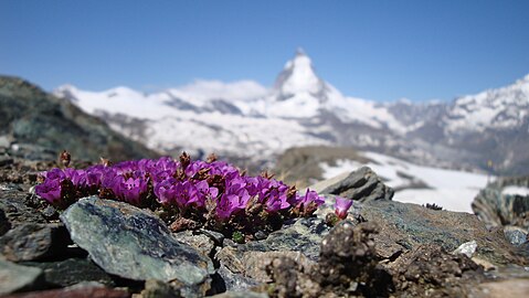 Flowers and the Horn