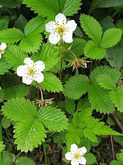 Fragaria nipponica