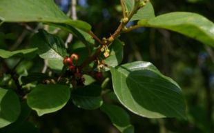 Tørst (Frangula alnus).