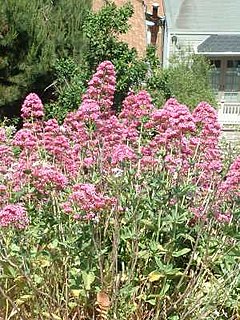 Centranthus ruber