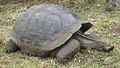 Gigantic galapagos turtle, Chelonoidis nigra on the island of Santa Cruz