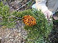 Gall on conifer Juniperus virginiana caused by Gymnosporangium (Pucciniales)