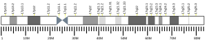 Chromosome 17 (human)