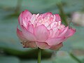 Loto (Nelumbo nucifera), símbolo do Estado de Karnataka.