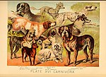 Thumbnail for List of dog breeds