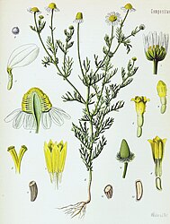 Matricaria recutita L.