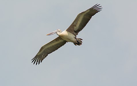 In flight, Vedanthangal, India