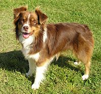 Blue Merle Miniature American Shepherd in Grass.jpg