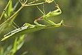 Praying Mantis (in Canada)