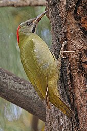 Photographie de profil d'un oiseau au long bec agrippé verticalement sur un tronc d'arbre.
