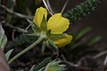 Potentilla diversifolia