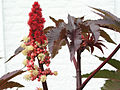 Thumbnail for File:Ricinus comm01.jpg