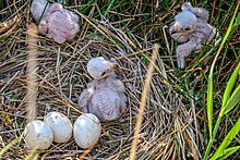 Drei junge Küken und drei Eier der Rohrweihe im Nest