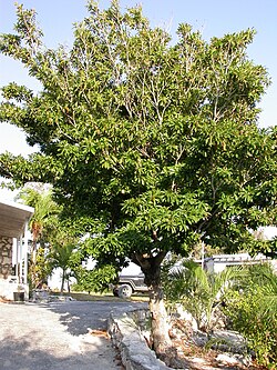 Sapotillapuu (Manilkara zapota)