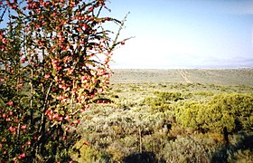Landschaft in der Kleinen Karoo