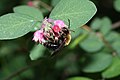 Symphoricarpos albus