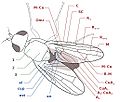 Wing venulation of Diptera Tephritidae