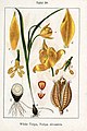 Tulipa sylvestris vol. 1 - plate 28 in: Jacob Sturm: Deutschlands Flora in Abbildungen (1796)