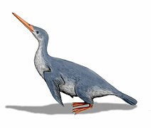 Waimanu (pingüino del Paleoceno)