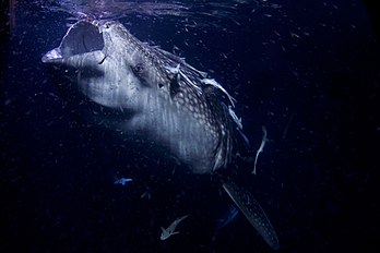Un requin-baleine au large de l'atoll Kolhumadulu. (définition réelle 3 000 × 2 000)