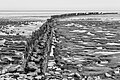 Wierum (Noardeast-Fryslân), zicht op de Waddenzee vanaf de zeedijk. (slikvelden)