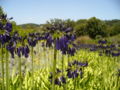 Agapanthus inapertus