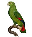 Amazona agilis (cat.)