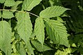 Aruncus dioicus