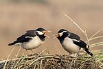 Gambar mini seharga Gambar:Asian pied starlings (Gracupica contra).jpg