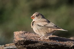 Снігар туркменський (Bucanetes githagineus)