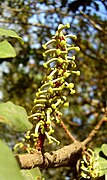 C. siliqua, female flowers