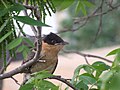 Great Spotted Cuckoo