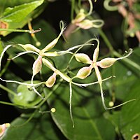 痩果と長い羽毛状の花柱