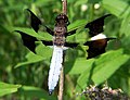 Libellula lydia, male