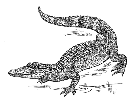 "Crocodile_(PSF).png" by User:Editor at Large