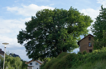 Die Eiche am Bahnhof in Mümling-Grumbach, ein Naturdenkmal.