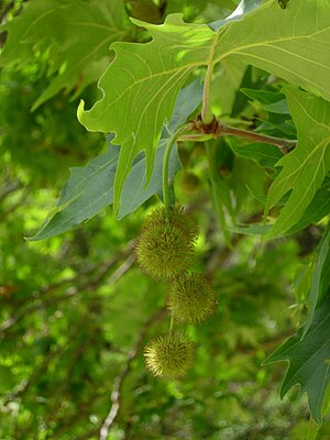 버즘나무 (Platanus orientalis).