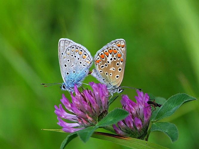 Спаривающаяся пара голубянок икар (Polyommatus icarus)